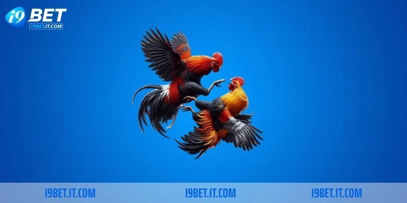 Cần lưu ý gì về đá gà trực tiếp Thomo? 